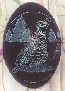 quail.jpg (23K)